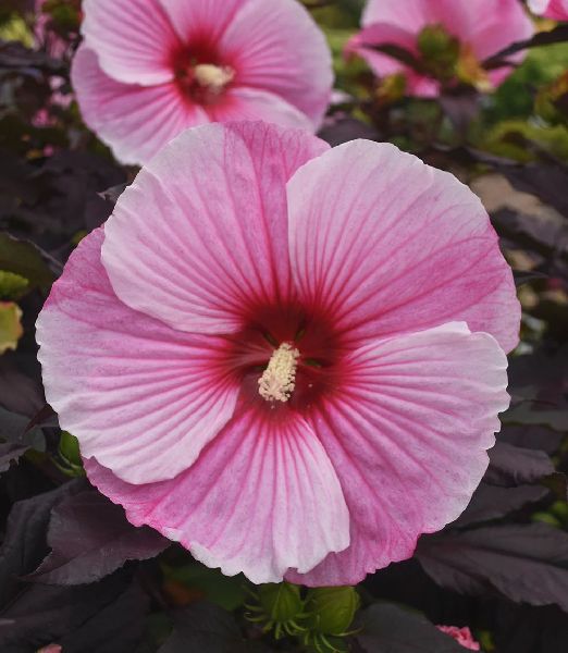 Hibiscus 'Starry Starry Night'